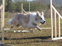 agility - first training with Rosie