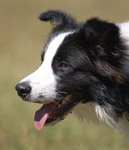 border collie Bordermania As Good As It Gets