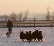 herding with Moritz